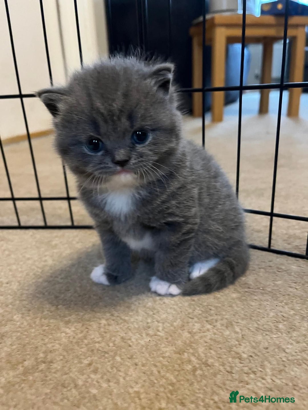 British Shorthair cats for sale: beautiful and cute kitten for sale  - Image 8