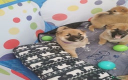 Japanese Shiba Inu dogs for sale: 5 KC Shiba puppies looking for their furever home  - Image 22