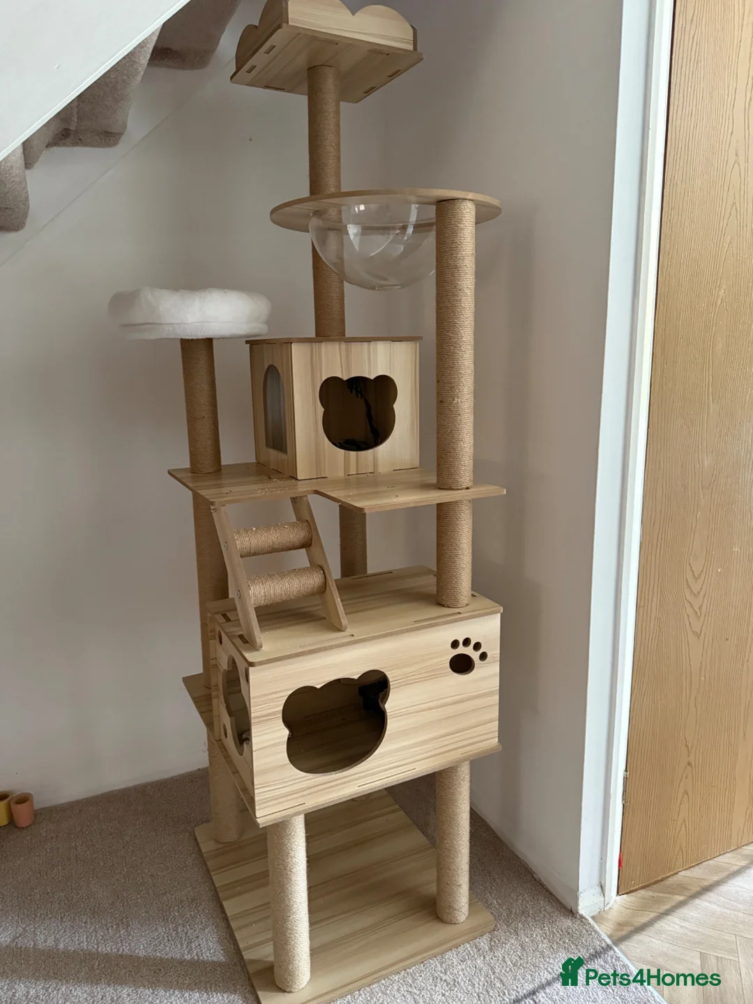 Lovebirds birds for sale: Blue Opaline love birds  in Dagenham - Advert 7