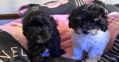Maltipoo dogs - Advert 11