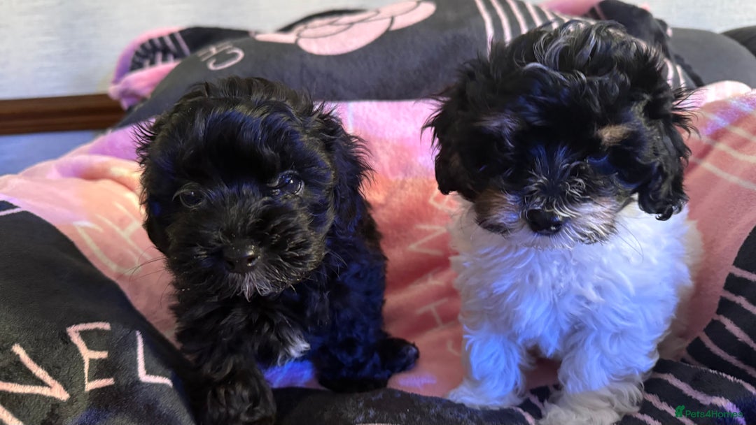 Maltipoo dogs for sale: TINY MALTIPOOS - Image 3