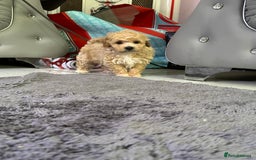 Maltipoo dogs for sale: Outstanding F1 Maltipoo Puppies - Image 21