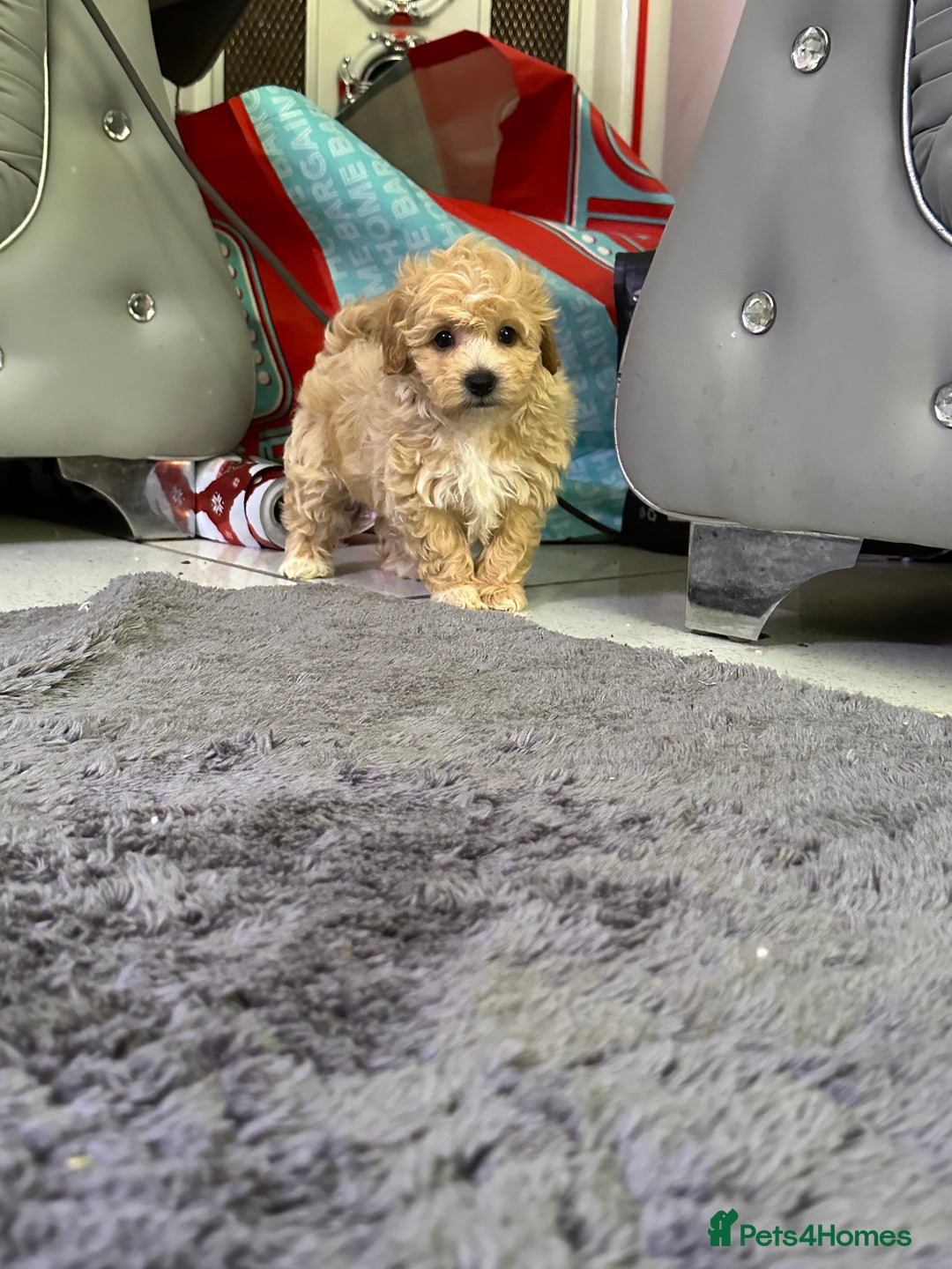 Maltipoo dogs for sale: Outstanding F1 Maltipoo Puppies - Image 21