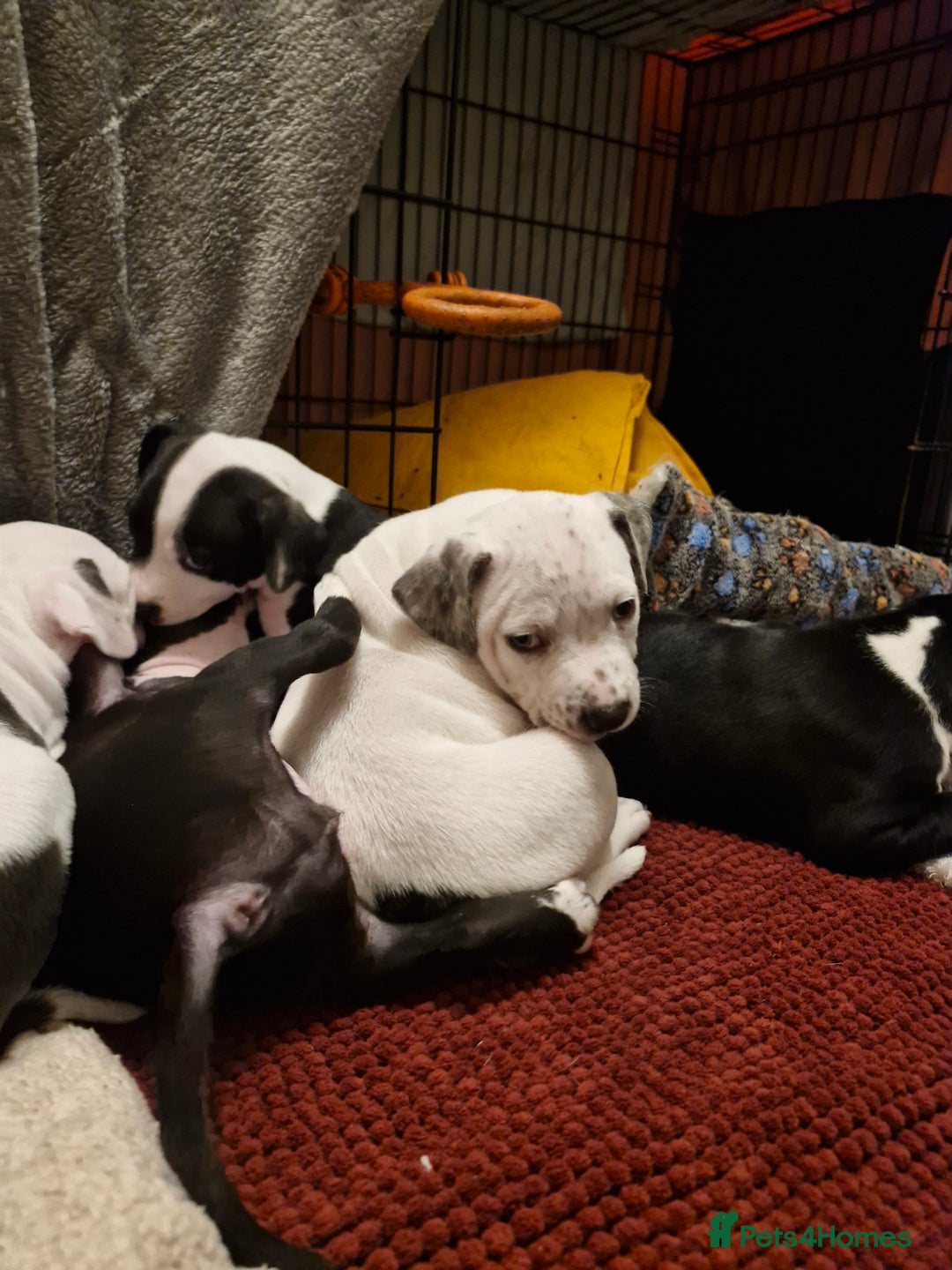 Staffordshire Bull Terrier dogs for sale: From Our Family to Yours - Image 3