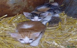 Domestic Shorthair cats for sale: Friendly Farm Bred Kittens,Ready To Leave Now 🐾 - Image 1
