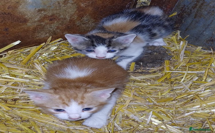 Domestic Shorthair cats - Advert 19