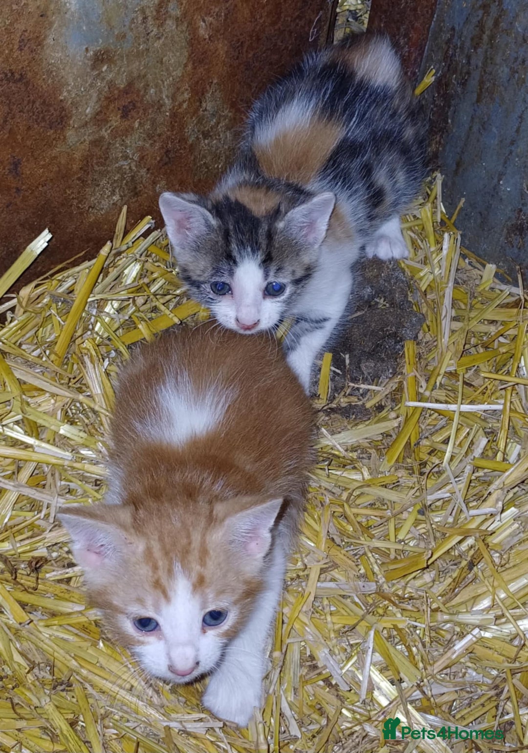 Domestic Shorthair cats for sale: Friendly Farm Bred Kittens,Ready To Leave Now 🐾 - Image 1