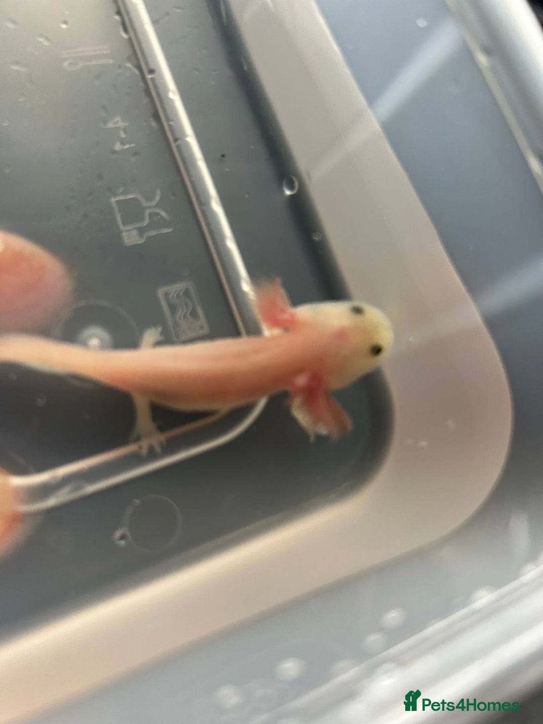 Axolotl reptiles for sale: Axolotl - Advert 26