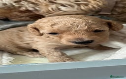 Maltipoo dogs for sale: Beautiful Maltipoo pups  - Image 2