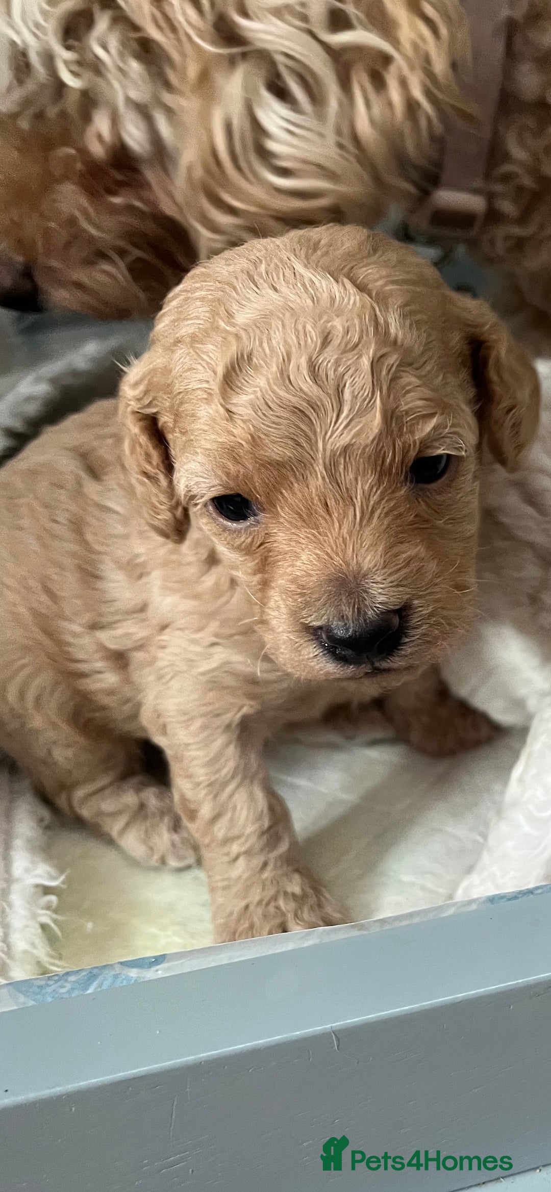 Maltipoo dogs for sale: Beautiful Maltipoo pups  - Image 2