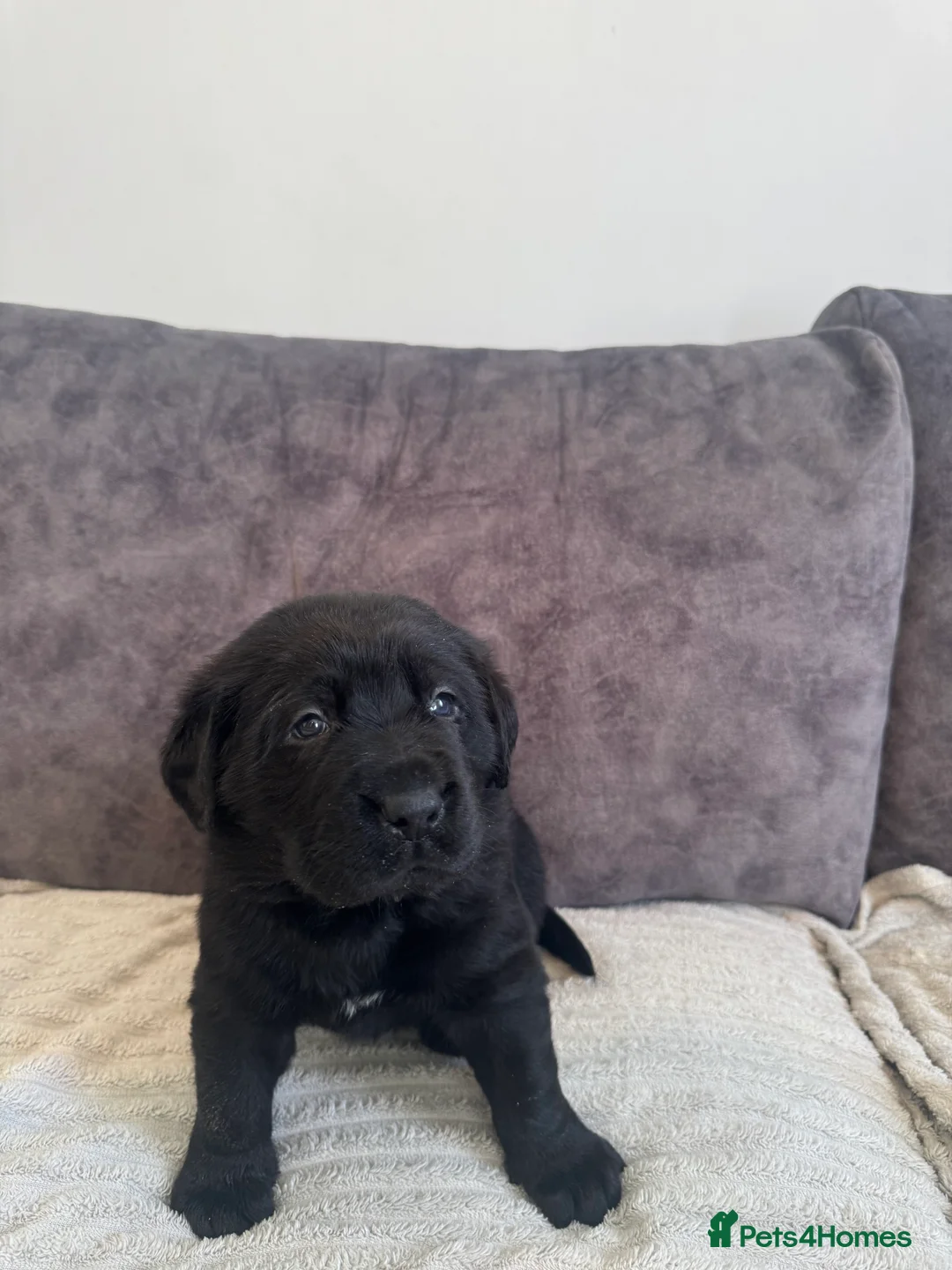 Labrador Retriever dogs for sale: KC Registered Black Chunky Labradors  - Advert 10