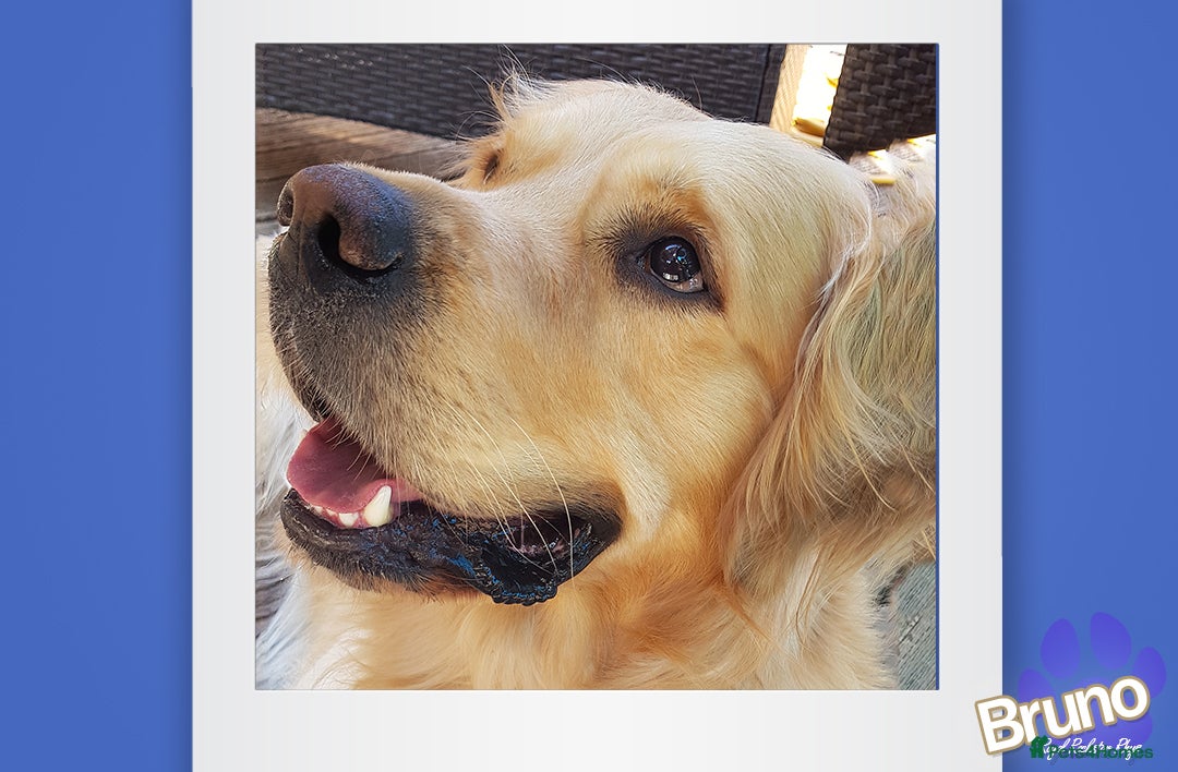 Golden Retriever dogs for stud: KCReg Well Proven Golden Stud, Health & DNA Tested in Wilmslow - Image 9