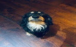 Miniature Dachshund dogs for stud: Black long haired miniature dachshund for stud  - Image 2
