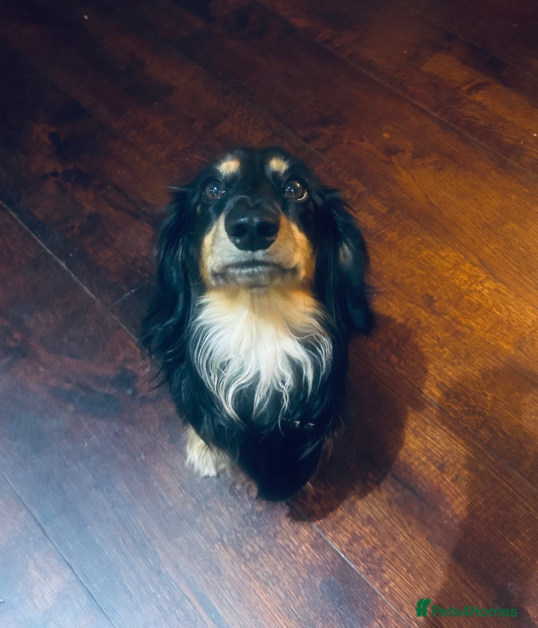 Miniature Dachshund dogs for stud: Black long haired miniature dachshund for stud  - Image 2