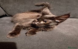 Maine Coon cats for sale: Adorable Maine Coon kittens in Manchester - Image 6