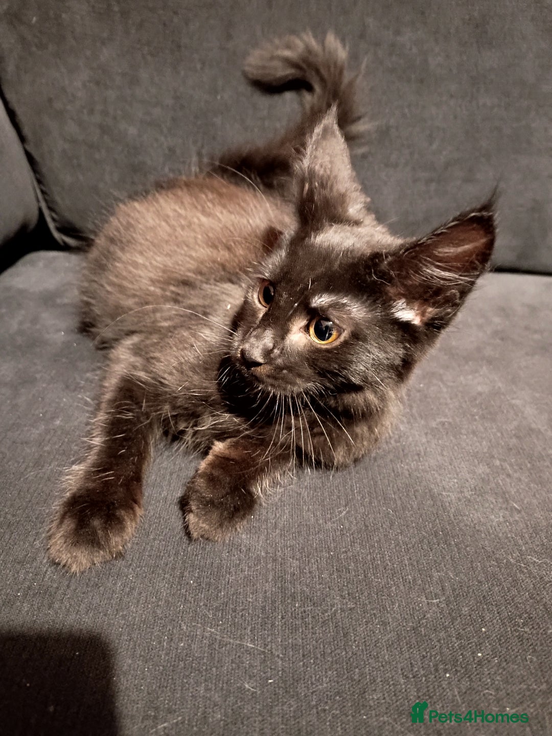 Maine Coon cats for sale: Adorable Maine Coon kittens in Manchester - Image 6