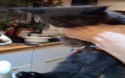 Maine Coon cats for sale: Maine Coon pedigre XL - Image 11