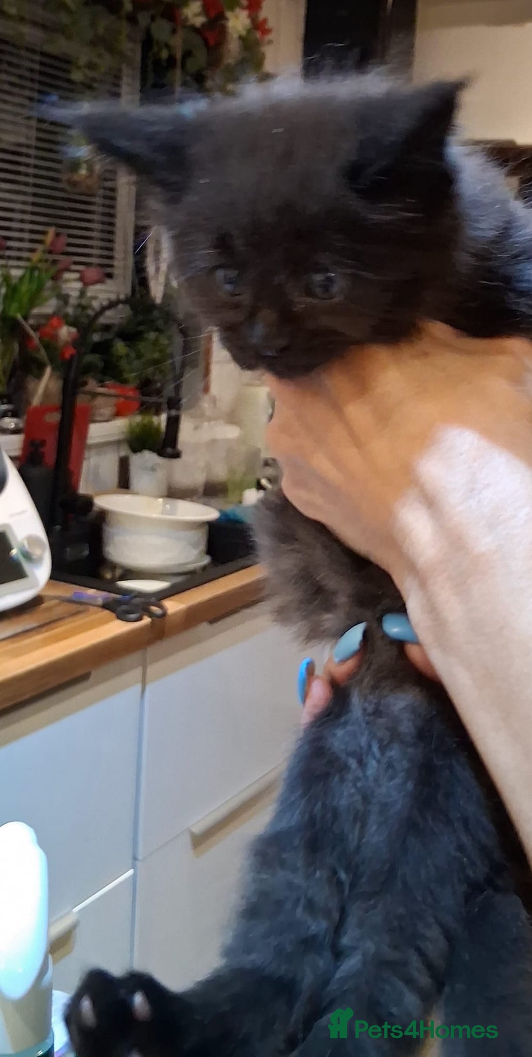 Maine Coon cats for sale: Maine Coon pedigre XL - Image 11