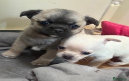 Chihuahua dogs for sale: Lovely blue fawn boy - Image 9