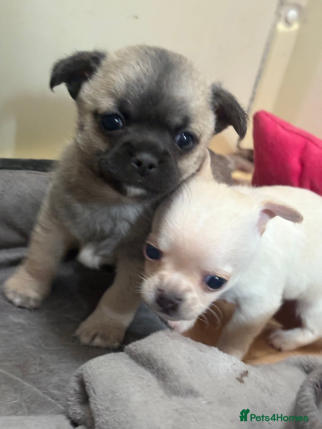 Chihuahua dogs for sale: Lovely blue fawn boy - Image 9