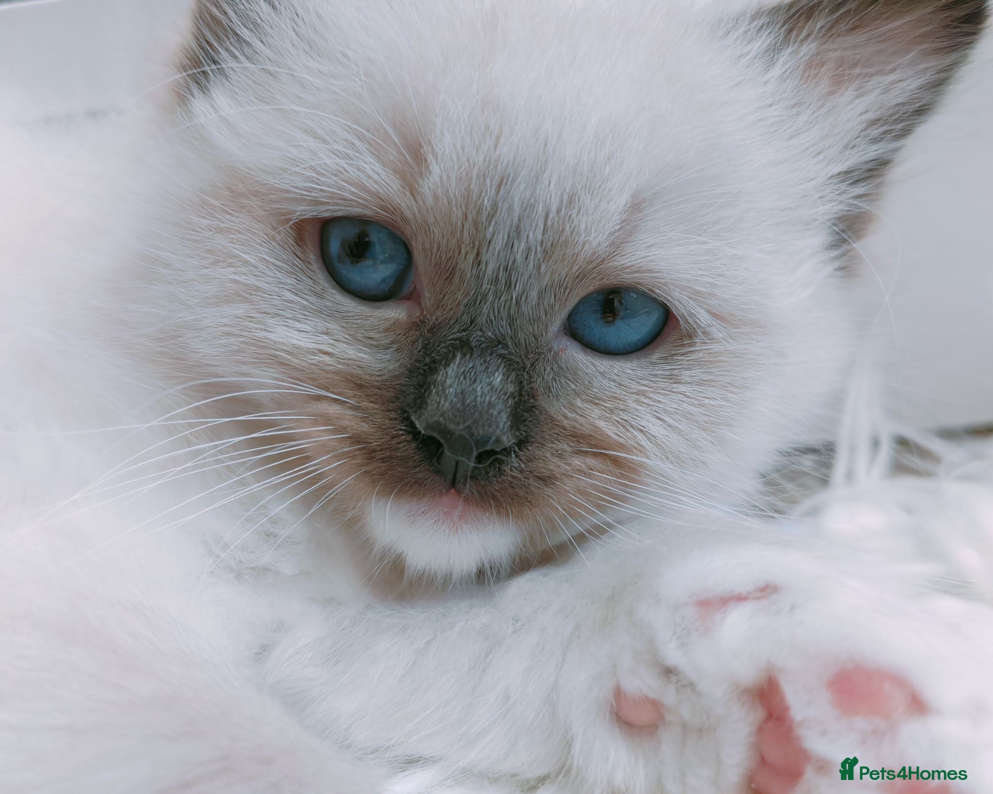 Ragdoll cats Raised with Love, looking for forever homes 🏠❤️ - Advert 11