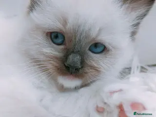 Ragdoll cats Raised with Love, looking for forever homes 🏠❤️ - Advert 11