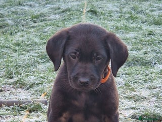 Labrador Retriever dogs โผ๏ธREDUCEDโผ๏ธKC reg Working Labradors Yellow & Black - Advert 14