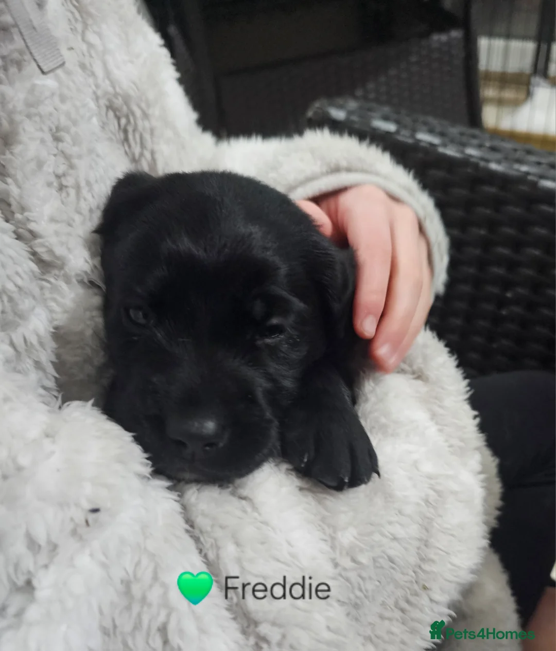 Cockerdor dogs for sale: The most loving Cockerdor/Spanador - Advert 7