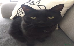 British Shorthair cats for sale: Welcome to Poppy - Image 1