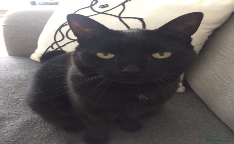 British Shorthair cats - Advert 9