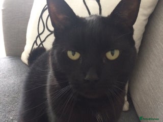 British Shorthair cats for sale - Advert 1