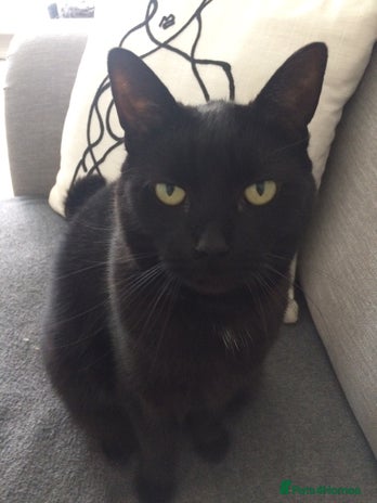 British Shorthair cats - Advert 1