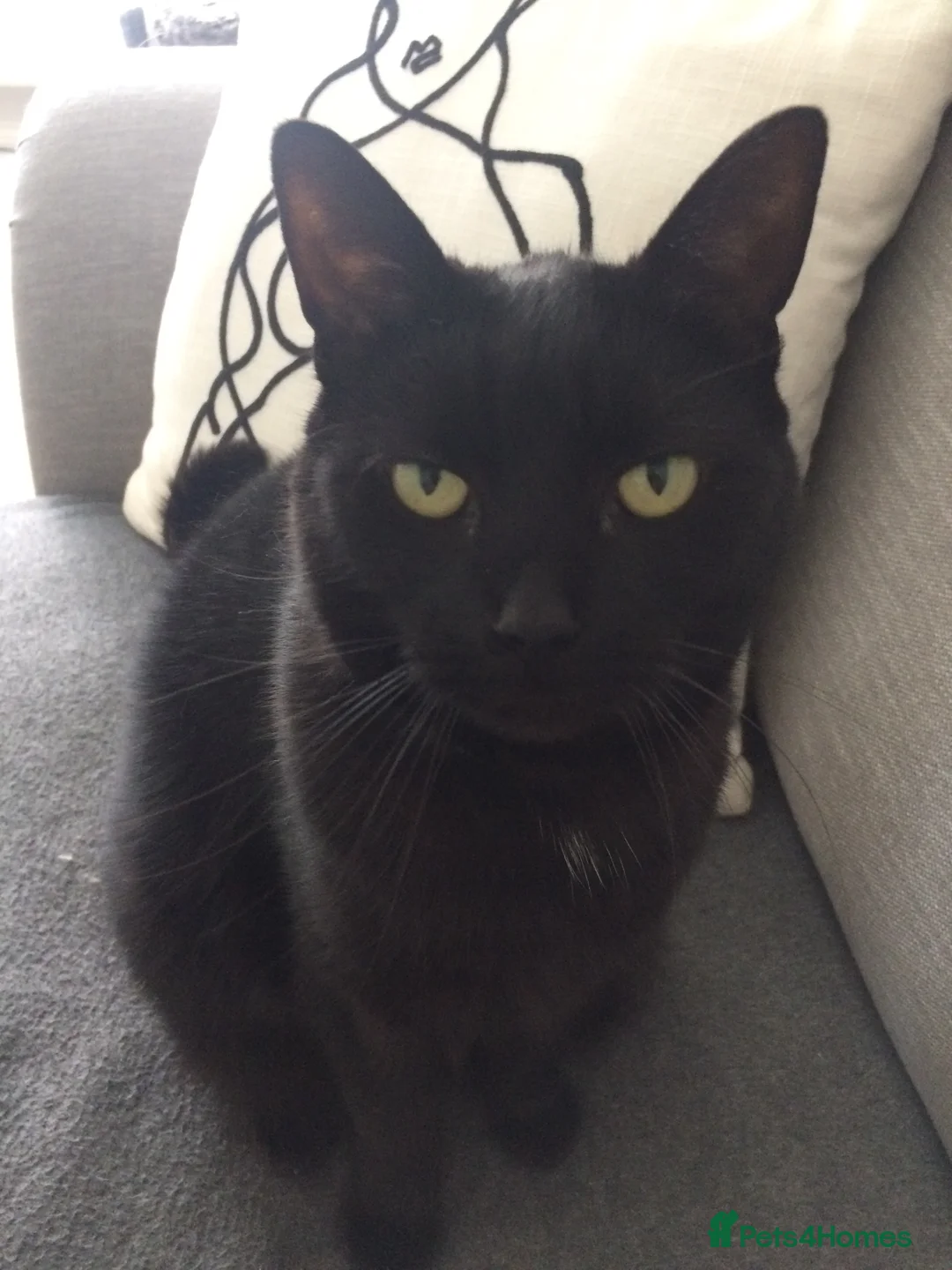 British Shorthair cats for sale: Welcome to Poppy - Advert 1