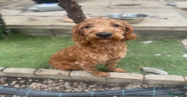 Labradoodle dogs - Advert 6