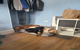 Mixed Breed dogs for sale: German Shep x mastiff  - Image 7
