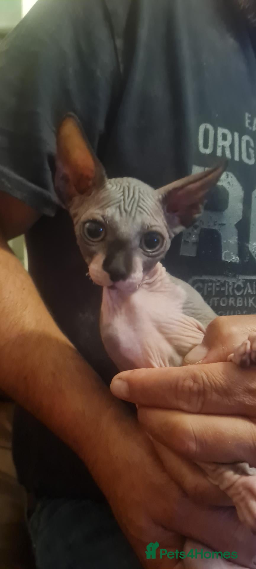 Sphynx cats  Last beautiful Sphynx boy avalaible  - Advert 1