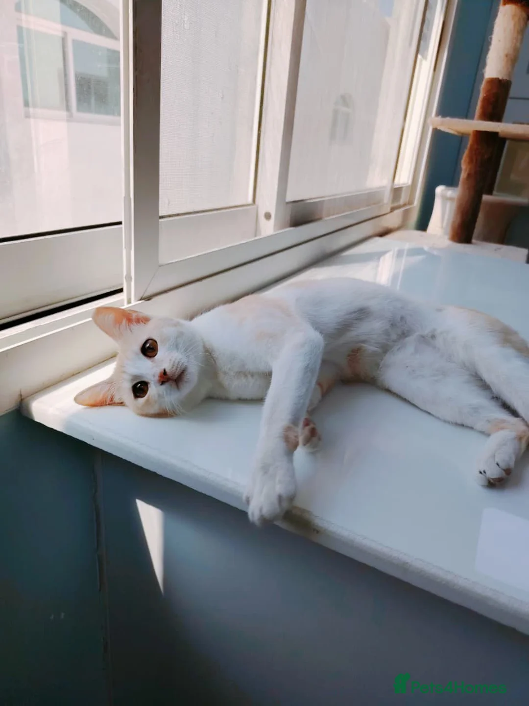 Mixed Breed cats for adoption: [Indoors Only] Honey - Affectionate sweetheart - Advert 4