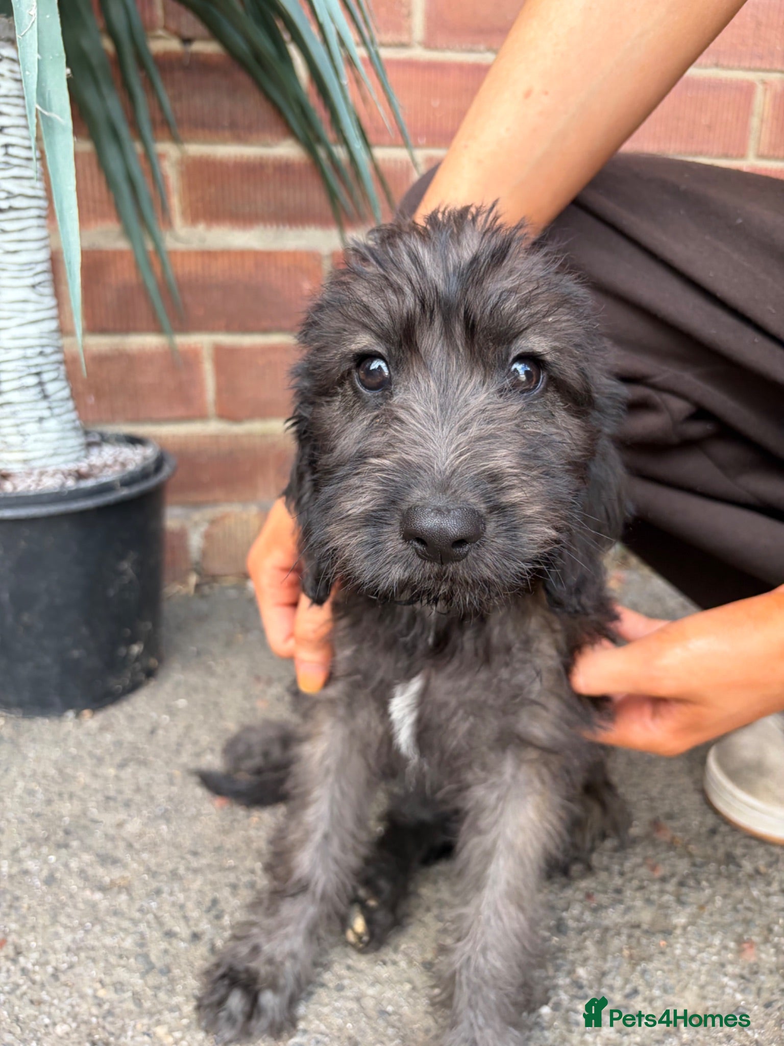 Mixed Breed dogs Cockapoo x Bedlington whippet  - Advert 3