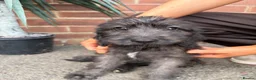 Mixed Breed dogs for sale: Cockapoo x Bedlington whippet  - Advert 1