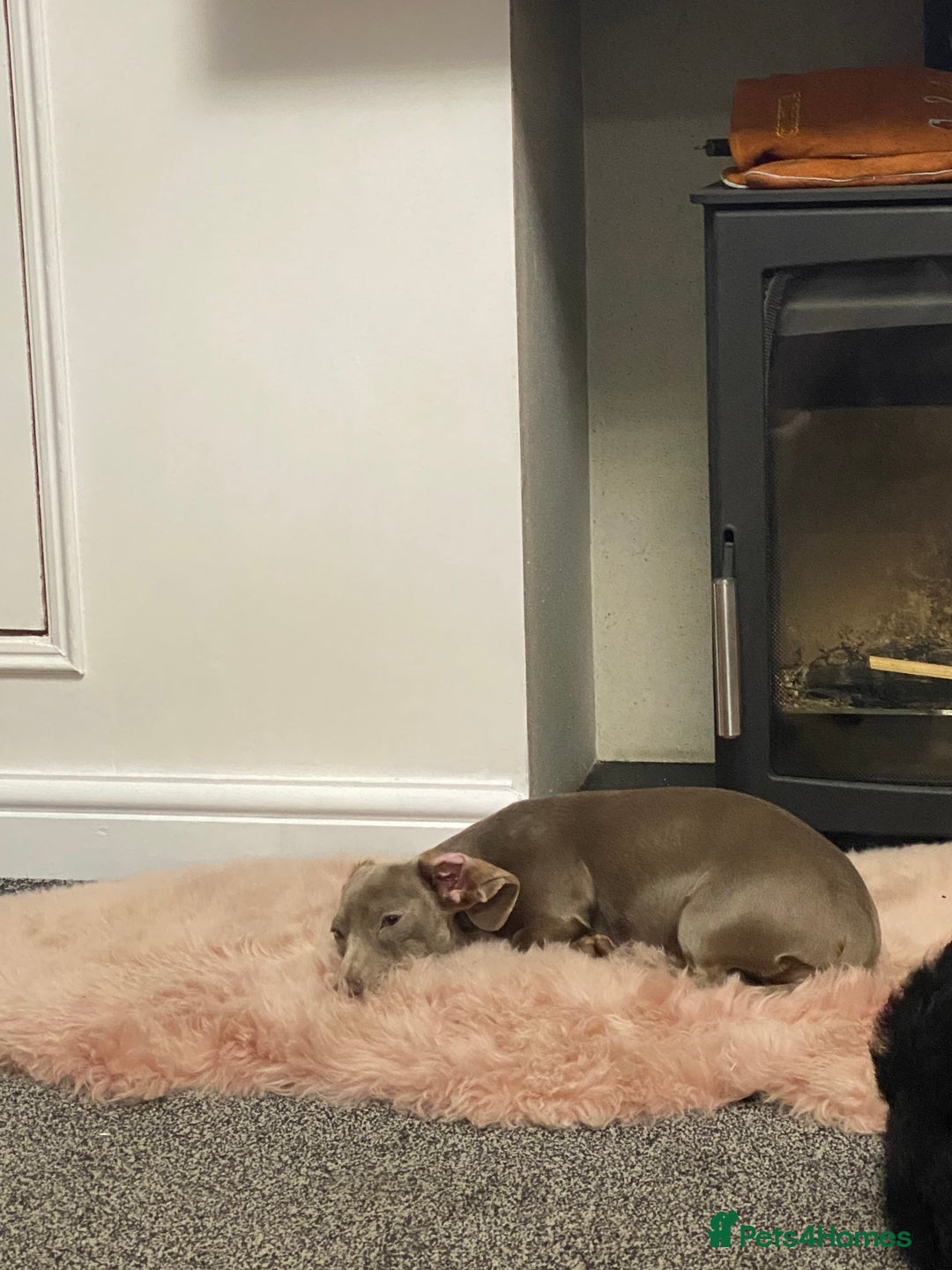 Dachshund dogs for sale: Miniature Dashaund  - Advert 6