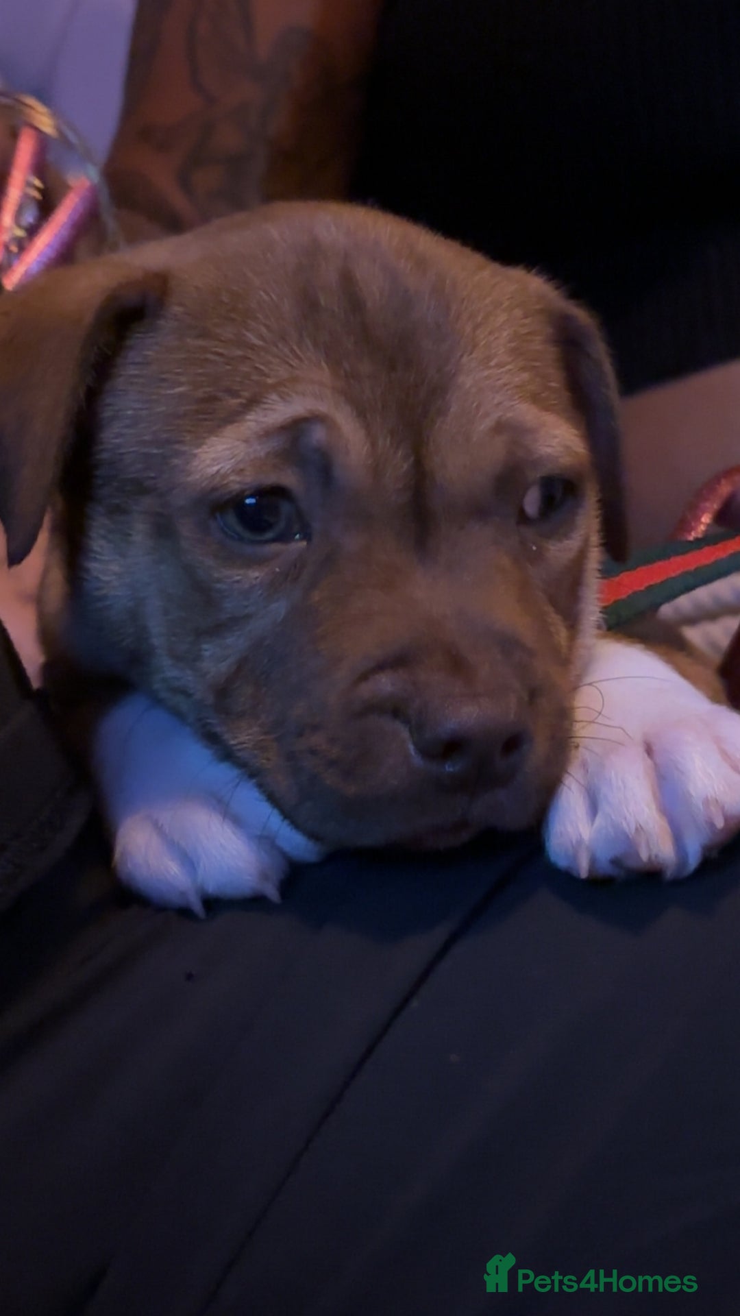 Staffordshire Bull Terrier dogs for sale: Beautiful pup for sale  - Image 3