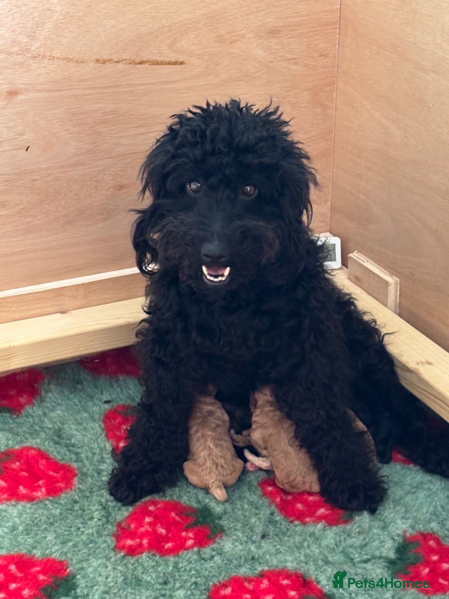 Cockapoo dogs 🐾 2 COCKAPOO PUPPIES 🐾 - Advert 1