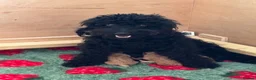 Cockapoo dogs for sale: 🐾 2 COCKAPOO PUPPIES 🐾 in Ilminster - Advert 1