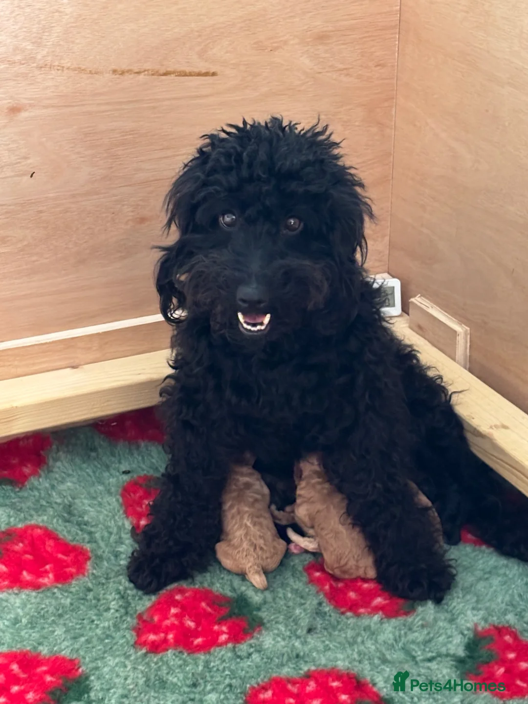 Cockapoo dogs for sale: 🐾 2 COCKAPOO PUPPIES 🐾 in Ilminster - Advert 1