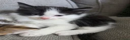 Ragdoll cats for sale: Beautigul anf Fluffy Ragdoll Cross kittens - Advert 7