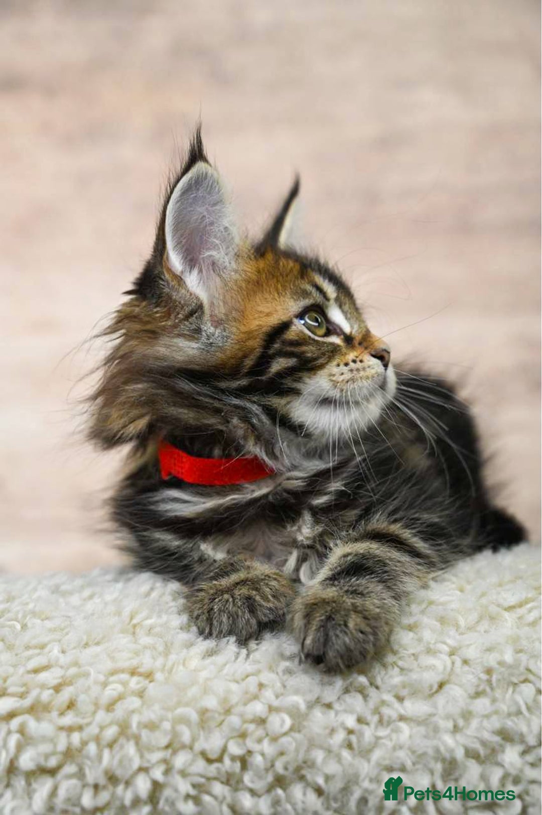 Maine Coon cats for sale: 🥇 5 Generation Pedigree - TICA registered  🌟 - Advert 9