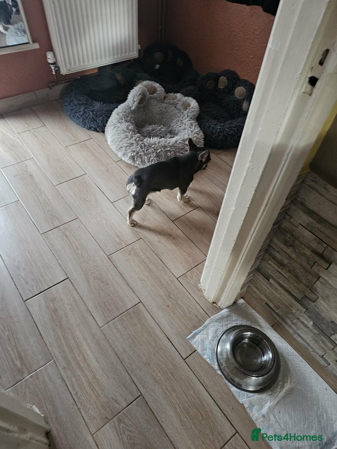 French Bulldog dogs for sale: 6 Month Old French Bulldog Looking for a Home - Advert 6