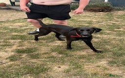 Mixed Breed dogs for sale: Male Vizla x Belgium shepherd 15m - Image 3