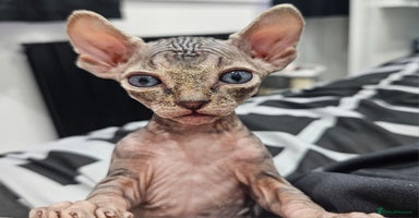 Sphynx cats - Advert 2