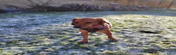 Mixed Breed dogs for adoption: Winnie Beautiful girl Looking for Forever Home  in Wirral - Advert 10